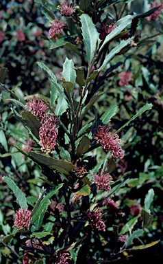 APII jpeg image of Grevillea wilkinsonii  © contact APII