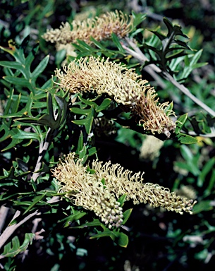 APII jpeg image of Grevillea willisii  © contact APII