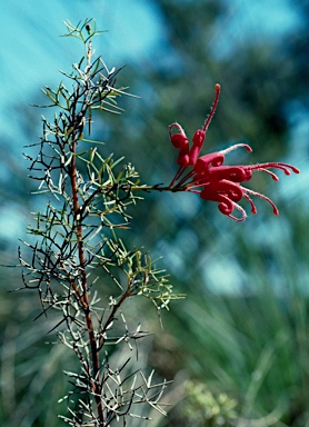 APII jpeg image of Grevillea wilsonii  © contact APII