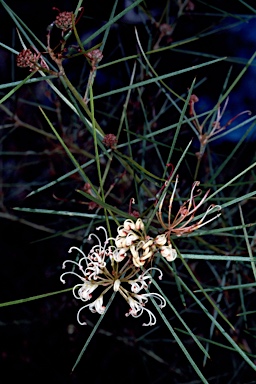 APII jpeg image of Grevillea wiradjuri  © contact APII