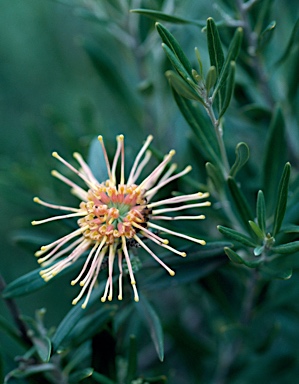 APII jpeg image of Grevillea 'Apricot Glow'  © contact APII