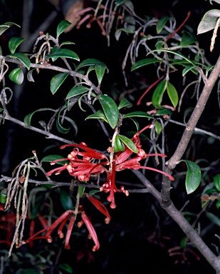 APII jpeg image of Grevillea 'Bairnsdale'  © contact APII