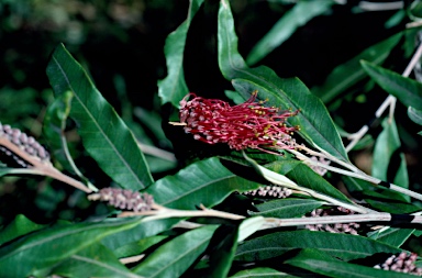 APII jpeg image of Grevillea 'Coastal Glow'  © contact APII