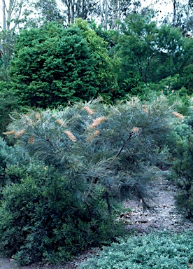 APII jpeg image of Grevillea 'Dot Brown'  © contact APII