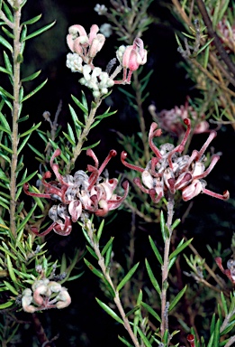 APII jpeg image of Grevillea 'Evelyn's Coronet'  © contact APII