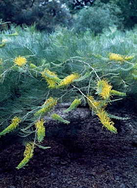 APII jpeg image of Grevillea 'Golden Lyre'  © contact APII