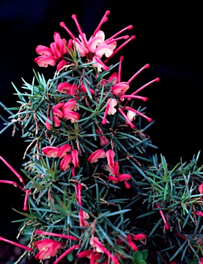 APII jpeg image of Grevillea 'Lara Dwarf'  © contact APII