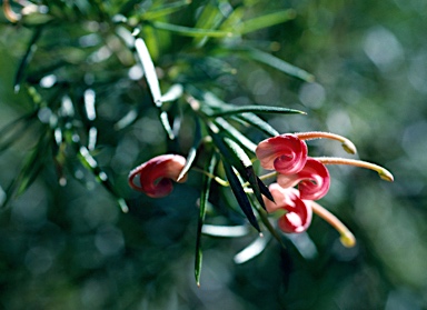 APII jpeg image of Grevillea 'Lilliana'  © contact APII