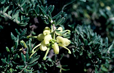 APII jpeg image of Grevillea lanigera 'Mountain Gold'  © contact APII