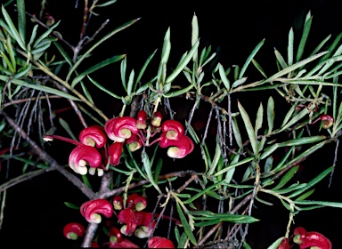 APII jpeg image of Grevillea 'Poorinda Marian'  © contact APII