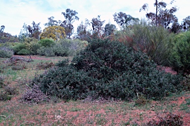 APII jpeg image of Grevillea 'Robyn Gordon'  © contact APII