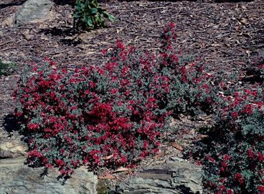 APII jpeg image of Grevillea lavandulacea 'Tanunda'  © contact APII