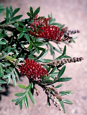 APII jpeg image of Grevillea 'Wakiti Gem'  © contact APII