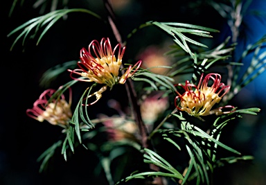 APII jpeg image of Grevillea 'Winpara Gold'  © contact APII