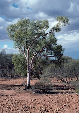 APII jpeg image of Corymbia blakei  © contact APII