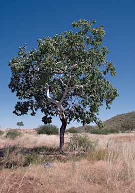 APII jpeg image of Corymbia confertiflora  © contact APII