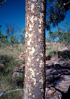 APII jpeg image of Corymbia dichromophloia  © contact APII