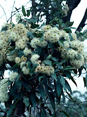 APII jpeg image of Corymbia gummifera  © contact APII