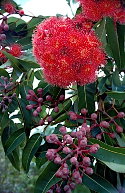 APII jpeg image of Corymbia ptychocarpa  © contact APII