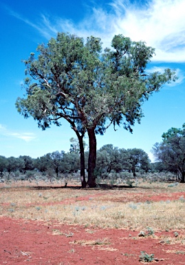 APII jpeg image of Corymbia terminalis  © contact APII