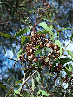 APII jpeg image of Corymbia terminalis  © contact APII