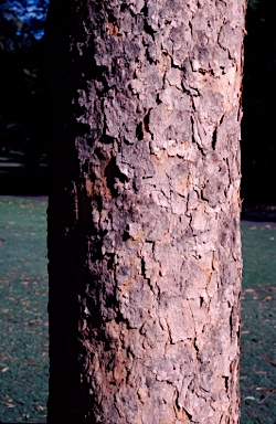 APII jpeg image of Corymbia watsoniana  © contact APII