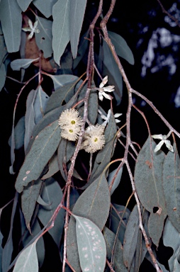 APII jpeg image of Eucalyptus albens  © contact APII