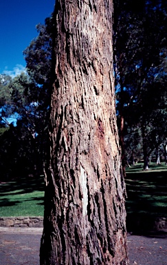 APII jpeg image of Eucalyptus argophloia  © contact APII