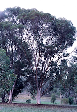 APII jpeg image of Eucalyptus astringens  © contact APII