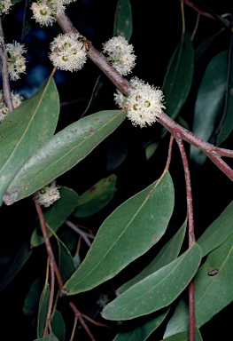 APII jpeg image of Eucalyptus baxteri  © contact APII