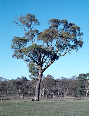 APII jpeg image of Eucalyptus bridgesiana  © contact APII