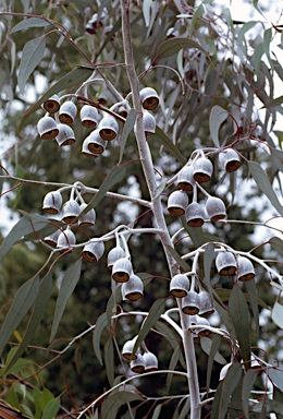 APII jpeg image of Eucalyptus caesia  © contact APII