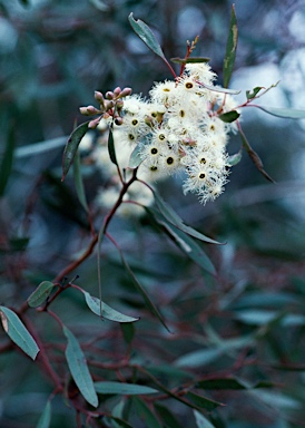 APII jpeg image of Eucalyptus calycogona subsp. calycogona  © contact APII