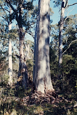 APII jpeg image of Eucalyptus dalrympleana  © contact APII