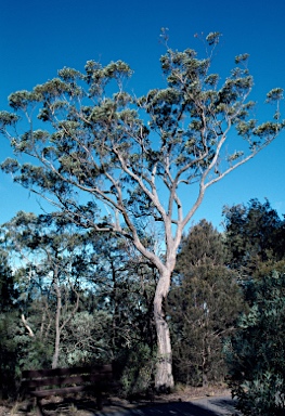 APII jpeg image of Eucalyptus eugenioides  © contact APII