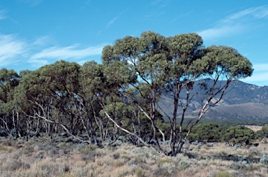 APII jpeg image of Eucalyptus gracilis  © contact APII