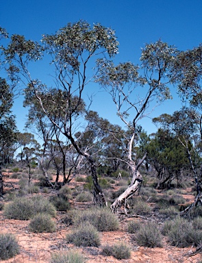 APII jpeg image of Eucalyptus incrassata  © contact APII