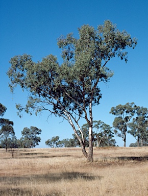 APII jpeg image of Eucalyptus intertexta  © contact APII