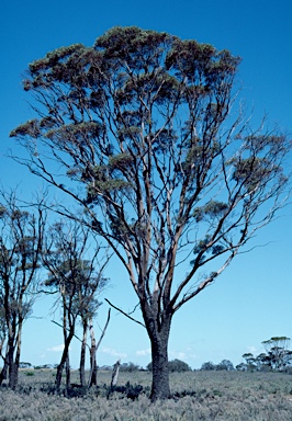 APII jpeg image of Eucalyptus kondininensis  © contact APII