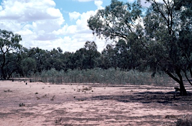 APII jpeg image of Eucalyptus largiflorens  © contact APII