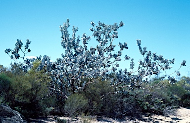 APII jpeg image of Eucalyptus macrocarpa subsp. macrocarpa  © contact APII