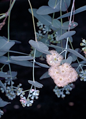 APII jpeg image of Eucalyptus melanophloia subsp. melanophloia  © contact APII