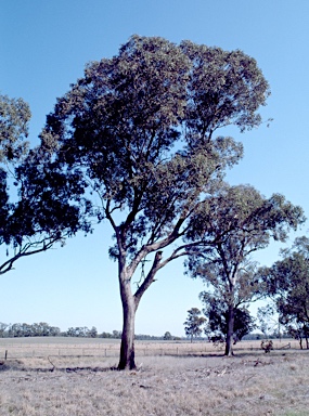 APII jpeg image of Eucalyptus microcarpa  © contact APII