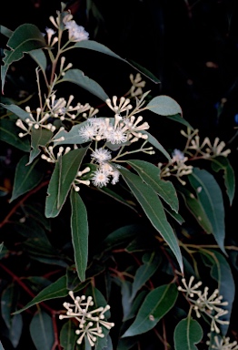 APII jpeg image of Eucalyptus microcorys  © contact APII