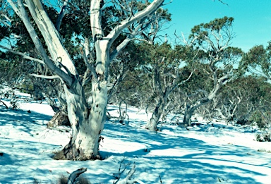 APII jpeg image of Eucalyptus pauciflora subsp. pauciflora  © contact APII