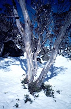 APII jpeg image of Eucalyptus pauciflora  © contact APII