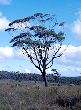 APII jpeg image of Eucalyptus piperita  © contact APII