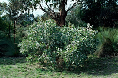 APII jpeg image of Eucalyptus pleurocarpa  © contact APII