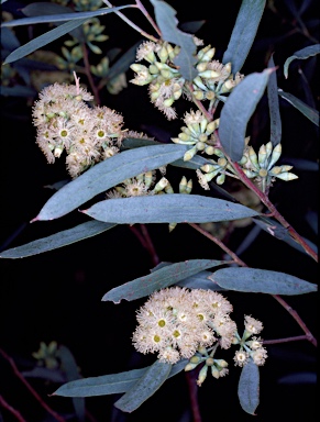 APII jpeg image of Eucalyptus polybractea  © contact APII