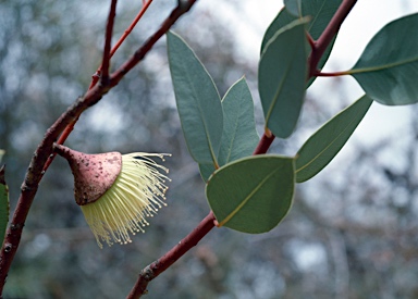 APII jpeg image of Eucalyptus rameliana  © contact APII